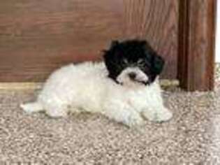 Poovanese Puppy for sale in Nappanee, IN, USA