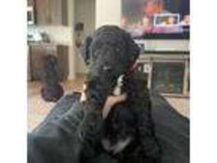Portuguese Water Dog Puppy for sale in Saint George, UT, USA