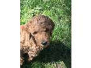 Goldendoodle Puppy for sale in South Haven, MI, USA