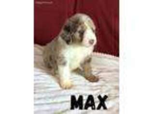 Mutt Puppy for sale in Manchester, OH, USA