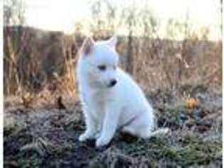 Siberian Husky Puppy for sale in Barnesville, PA, USA