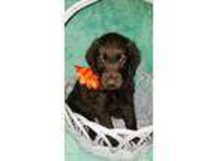 Labradoodle Puppy for sale in Chandler, AZ, USA