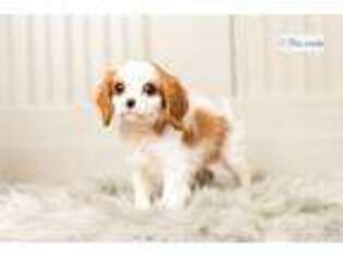 Cavalier King Charles Spaniel Puppy for sale in Fort Wayne, IN, USA