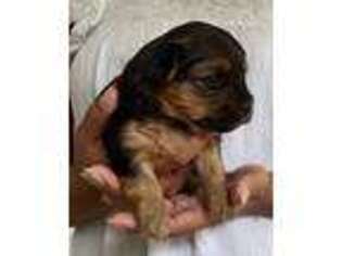 Yorkshire Terrier Puppy for sale in North Port, FL, USA