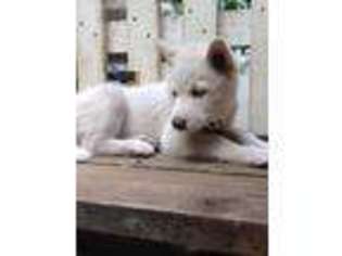 Siberian Husky Puppy for sale in Port Orchard, WA, USA
