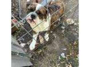 Olde English Bulldogge Puppy for sale in Gun Barrel City, TX, USA