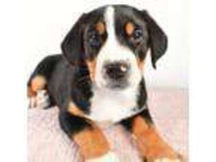 Greater Swiss Mountain Dog Puppy for sale in Sugarcreek, OH, USA