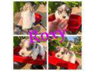 Mutt Puppy for sale in Timpson, TX, USA