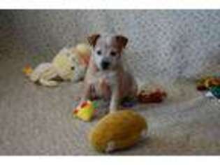 Australian Cattle Dog Puppy for sale in Checotah, OK, USA
