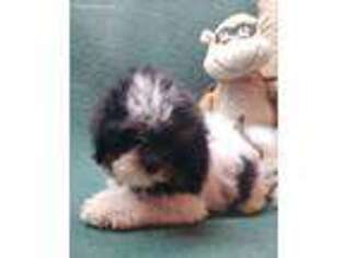 Shih-Poo Puppy for sale in Ludowici, GA, USA