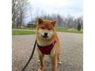 Shiba Inu Puppy for sale in Apple Creek, OH, USA