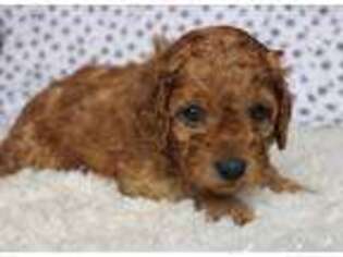 Cavapoo Puppy for sale in Belding, MI, USA