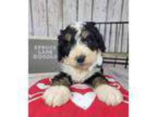 Bernese Mountain Dog Puppy for sale in Decorah, IA, USA