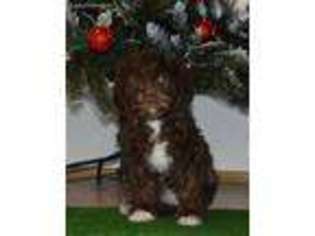 Portuguese Water Dog Puppy for sale in Valrico, FL, USA