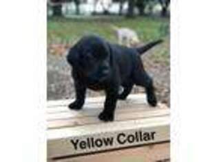 Labrador Retriever Puppy for sale in Ville Platte, LA, USA