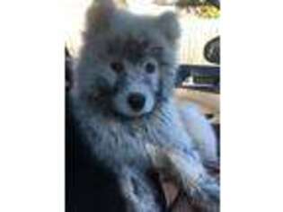 Samoyed Puppy for sale in Stumptown, WV, USA
