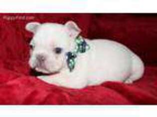 French Bulldog Puppy for sale in O Brien, FL, USA