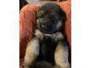 German Shepherd Dog Puppy for sale in Rutherfordton, NC, USA