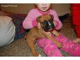 Boxer Puppy for sale in Kearneysville, WV, USA