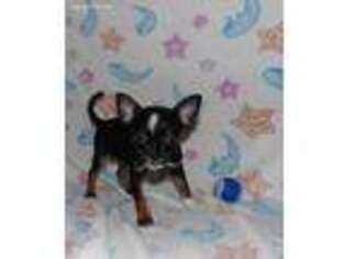 Chihuahua Puppy for sale in Millerstown, PA, USA