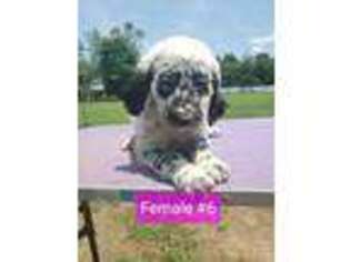 Mutt Puppy for sale in Hollywood, MD, USA