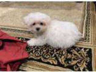 Maltese Puppy for sale in Plainview, NY, USA