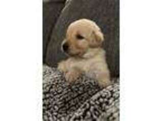 Labradoodle Puppy for sale in Celina, TX, USA