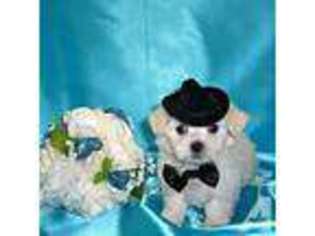 Maltese Puppy for sale in SAN RAMON, CA, USA