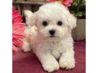 Bichon Frise Puppy for sale in Shipshewana, IN, USA