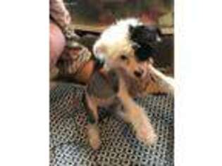 Medium Photo #1 Chinese Crested Puppy For Sale in Silver Spring, MD, USA