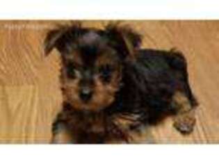 Yorkshire Terrier Puppy for sale in Wheaton, IL, USA
