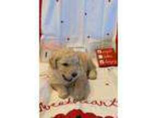 Labradoodle Puppy for sale in Goochland, VA, USA