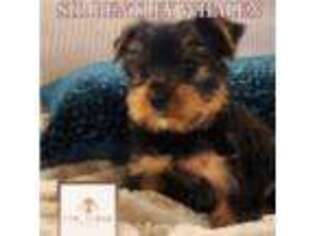 Yorkshire Terrier Puppy for sale in Wilmington, NC, USA