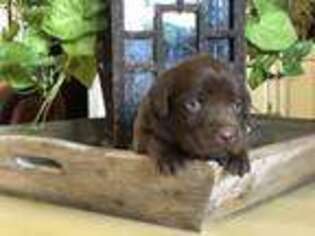 Labrador Retriever Puppy for sale in Myrtle, MS, USA