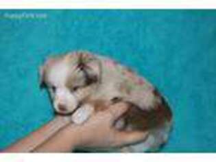 Miniature Australian Shepherd Puppy for sale in Covington, TX, USA