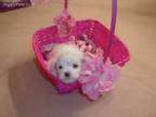 Maltese Puppy for sale in Fishers, IN, USA