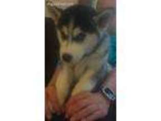 Siberian Husky Puppy for sale in West Allis, WI, USA