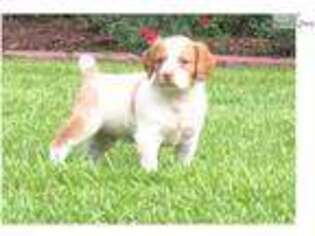 Brittany Puppy for sale in Atlanta, GA, USA