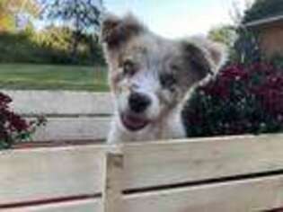 Australian Shepherd Puppy for sale in Terre Haute, IN, USA