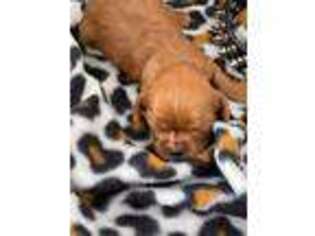 Cavalier King Charles Spaniel Puppy for sale in Mineola, TX, USA