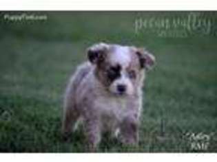 Miniature Australian Shepherd Puppy for sale in Shawnee, OK, USA