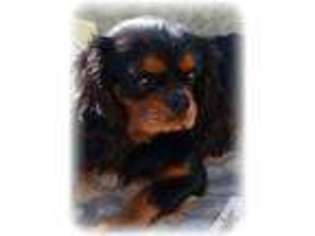 Cavalier King Charles Spaniel Puppy for sale in PRINCETON, MN, USA