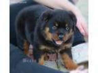 Rottweiler Puppy for sale in Cameron, NC, USA