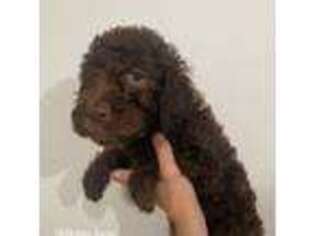 Goldendoodle Puppy for sale in Katy, TX, USA