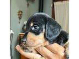 Dachshund Puppy for sale in Elma, WA, USA