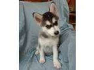 Siberian Husky Puppy for sale in Genola, UT, USA