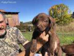 Labrador Retriever Puppy for sale in Elma, WA, USA