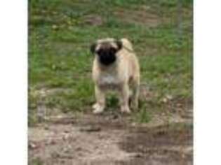 Pug Puppy for sale in Fort Collins, CO, USA