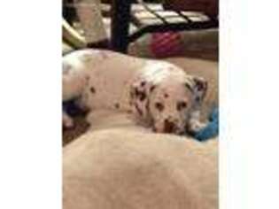 Dalmatian Puppy for sale in Independence, MO, USA