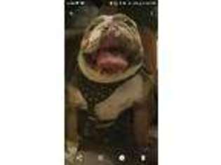 Bulldog Puppy for sale in Carol Stream, IL, USA